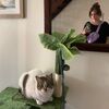 tandlola